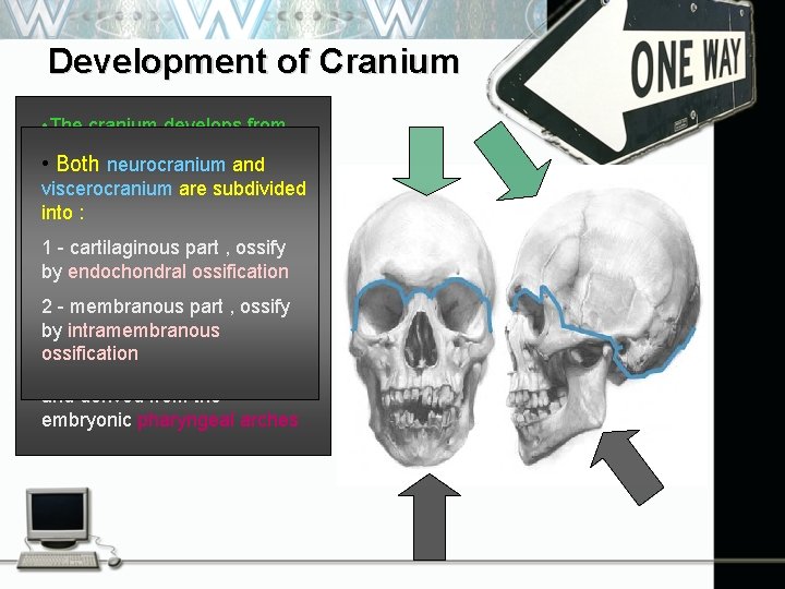 Development of Cranium • The cranium develops from the mesenchyme around the • developing