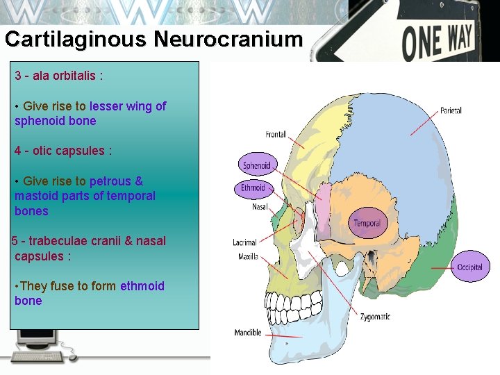 Cartilaginous Neurocranium 3 - ala orbitalis • Consist of : - : 1 -