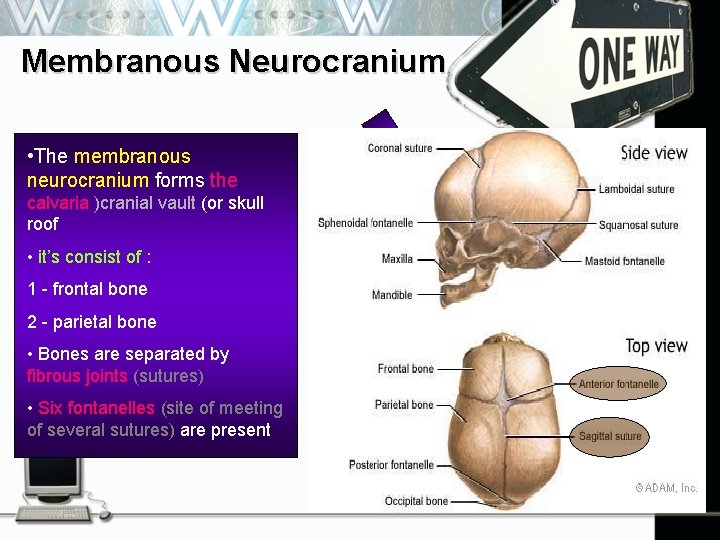 Membranous Neurocranium • The membranous neurocranium forms the calvaria )cranial vault (or skull roof