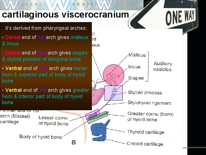 cartilaginous viscerocranium • it’s derived from pharyngeal arches: • Dorsal end of 1 st