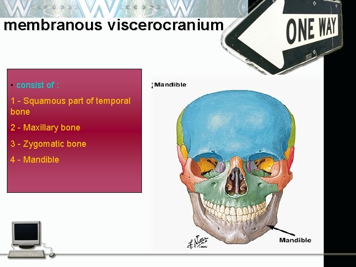 membranous viscerocranium • consist of : 1 - Squamous part of temporal bone 2