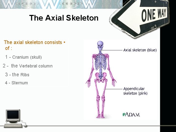 The Axial Skeleton The axial skeleton consists • of : 1 - Cranium (skull)