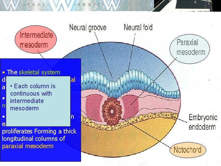  • The skeletal system develops from mesodermal is and • Each neuralcolumn crest