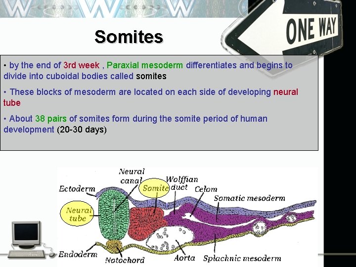 Somites • by the end of 3 rd week , Paraxial mesoderm differentiates and