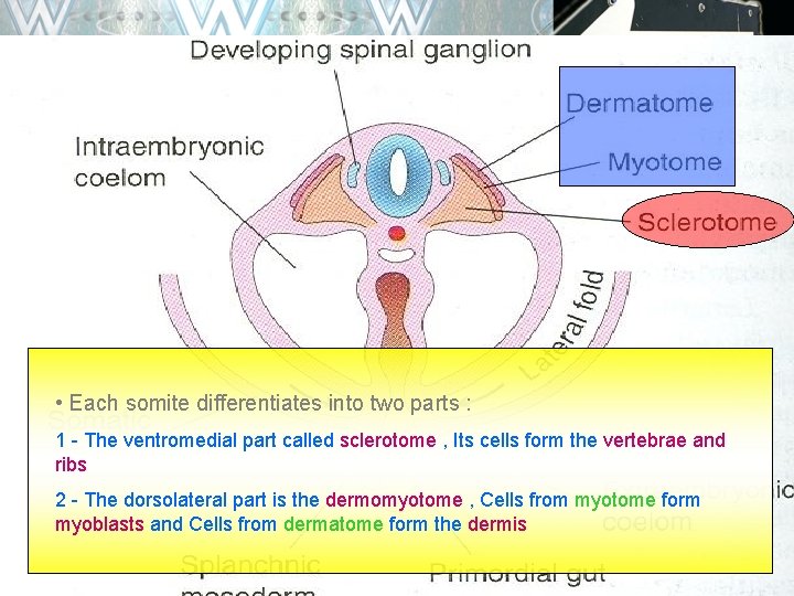  • Each somite differentiates into two parts : 1 - The ventromedial part