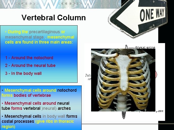 Vertebral Column • During the precartilaginous or mesenchymal stage , mesenchymal cells are found
