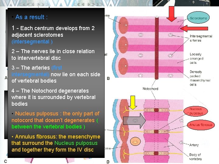  • • At. As the 4 th week a result : , each