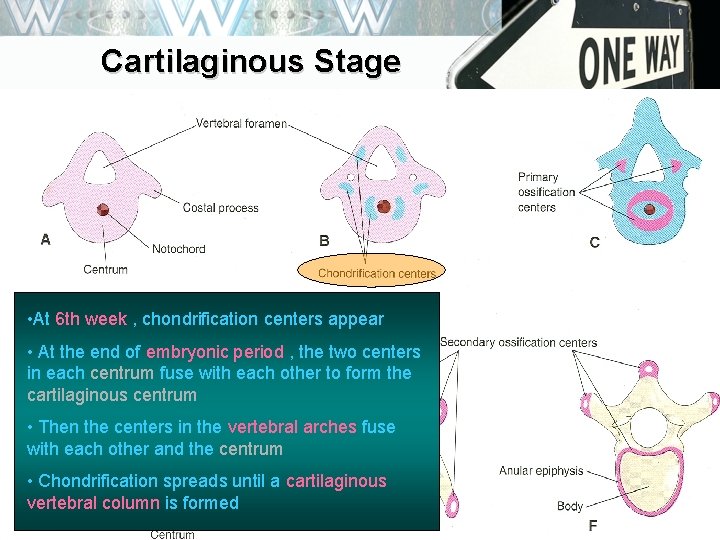 Cartilaginous Stage • At 6 th week , chondrification centers appear • At the