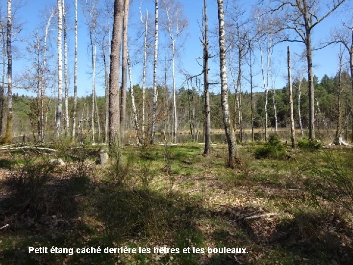 Petit étang caché derrière les hêtres et les bouleaux. 