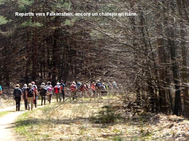 Repartis vers Falkenstein, encore un château en ruine. 