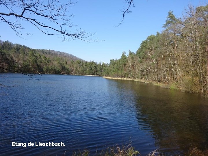 Etang de Lieschbach. 