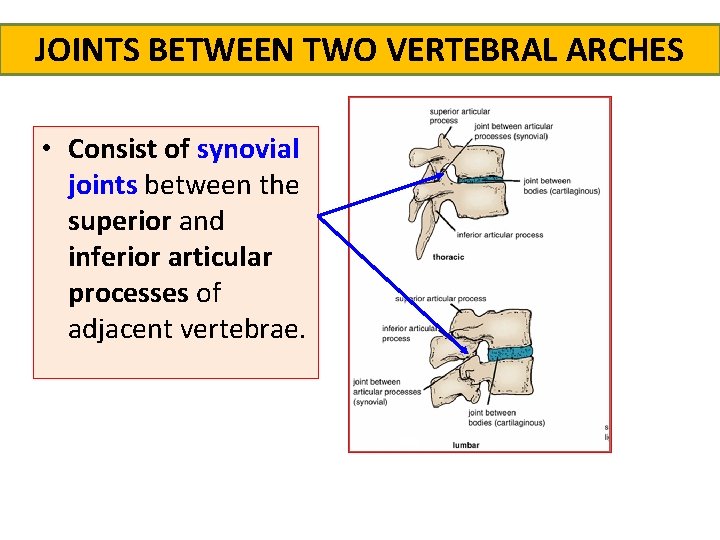 JOINTS BETWEEN TWO VERTEBRAL ARCHES • Consist of synovial joints between the superior and