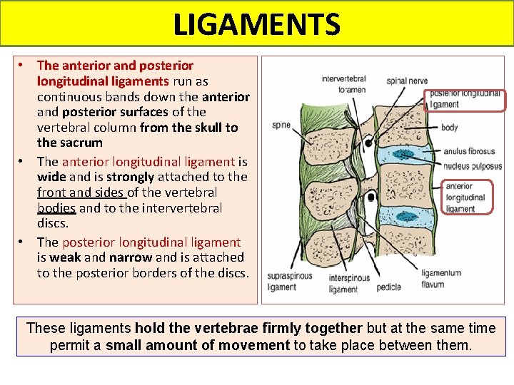 LIGAMENTS • The anterior and posterior longitudinal ligaments run as continuous bands down the