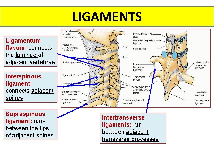 LIGAMENTS Ligamentum flavum: connects the laminae of adjacent vertebrae Interspinous ligament: connects adjacent spines