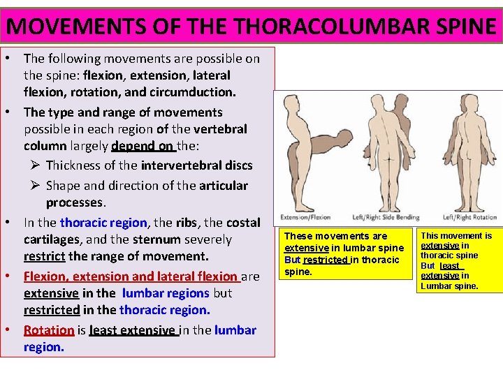 MOVEMENTS OF THE THORACOLUMBAR SPINE • The following movements are possible on the spine: