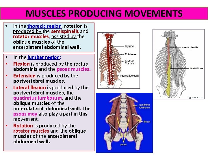 MUSCLES PRODUCING MOVEMENTS • In the thoracic region, region rotation is produced by the