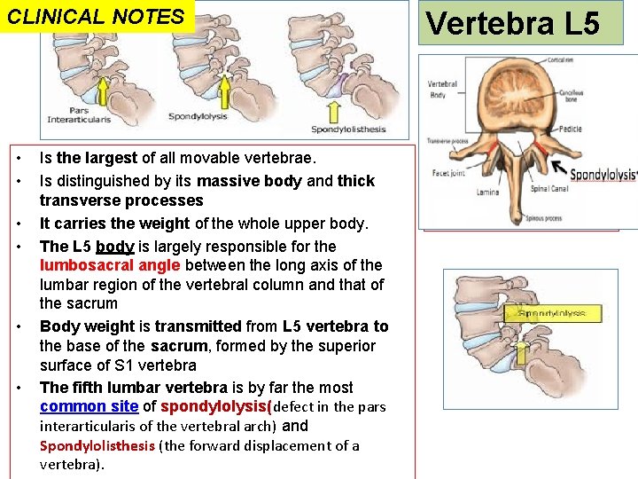 CLINICAL NOTES • • • Is the largest of all movable vertebrae. Is distinguished