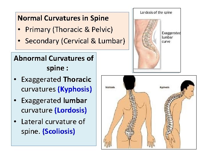 Normal Curvatures in Spine • Primary (Thoracic & Pelvic) • Secondary (Cervical & Lumbar)