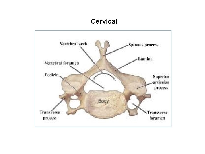 Cervical 
