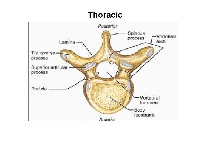 Thoracic 