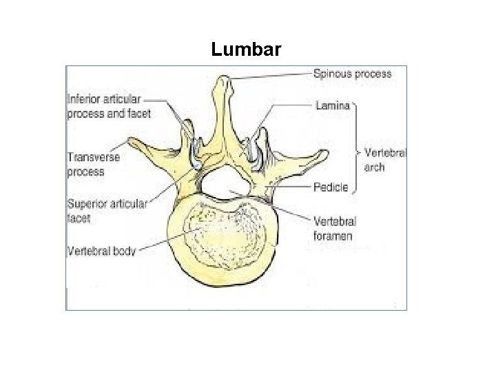 Lumbar 
