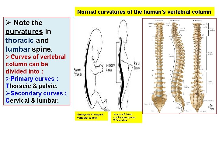 Normal curvatures of the human's vertebral column Ø Note the curvatures in thoracic and