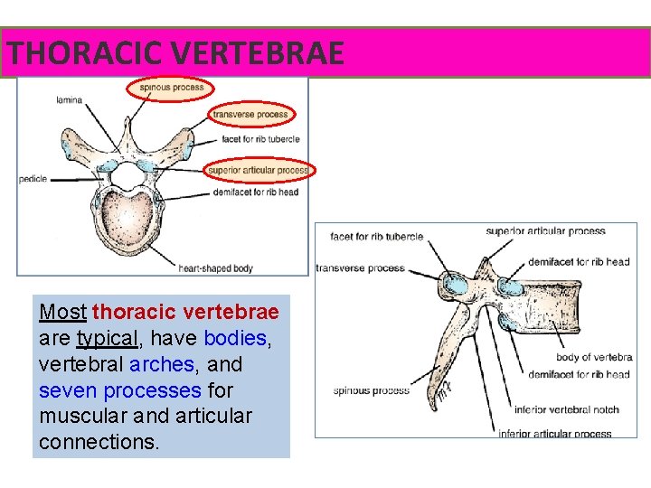 THORACIC VERTEBRAE Most thoracic vertebrae are typical, have bodies, vertebral arches, and seven processes