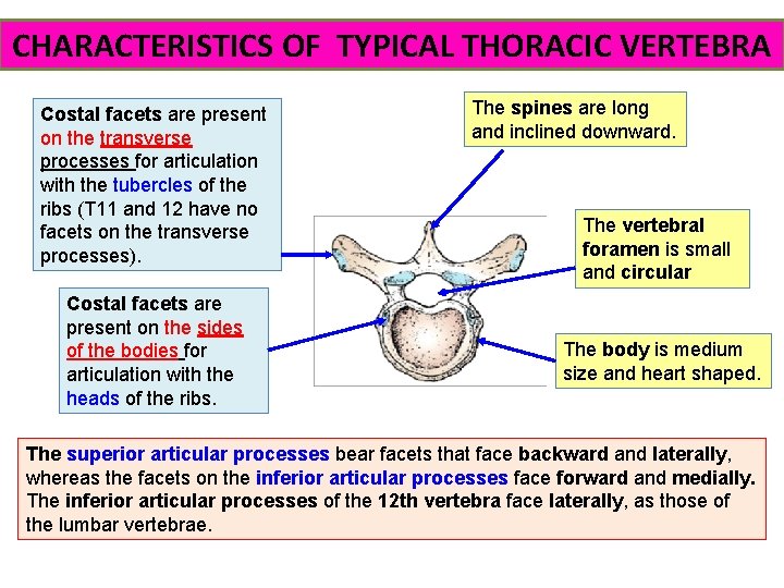 CHARACTERISTICS OF TYPICAL THORACIC VERTEBRA Costal facets are present on the transverse processes for
