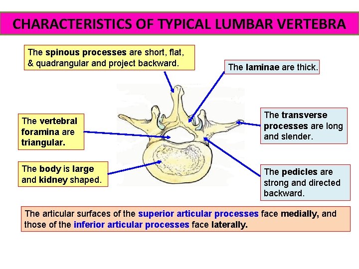 CHARACTERISTICS OF TYPICAL LUMBAR VERTEBRA The spinous processes are short, flat, & quadrangular and