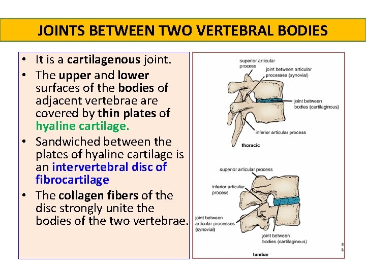 JOINTS BETWEEN TWO VERTEBRAL BODIES • It is a cartilagenous joint. • The upper