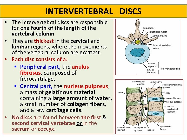 INTERVERTEBRAL DISCS • The intervertebral discs are responsible for one fourth of the length