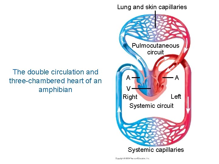 Lung and skin capillaries Pulmocutaneous circuit The double circulation and three-chambered heart of an