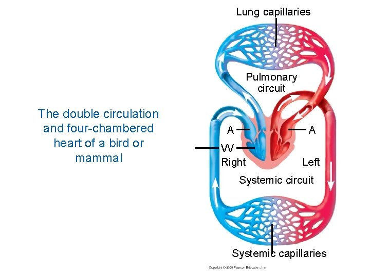 Lung capillaries Pulmonary circuit The double circulation and four-chambered heart of a bird or