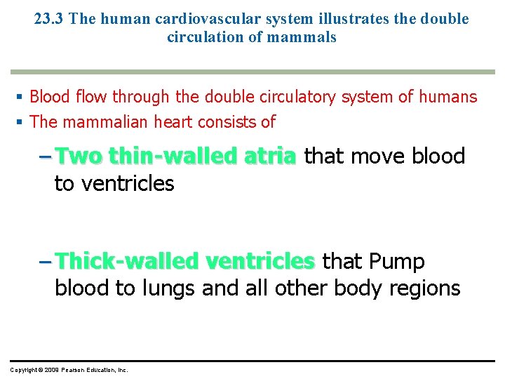23. 3 The human cardiovascular system illustrates the double circulation of mammals § Blood