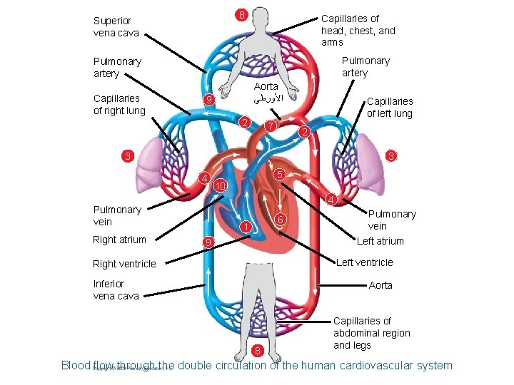 8 Superior vena cava Capillaries of head, chest, and arms Pulmonary artery Capillaries of