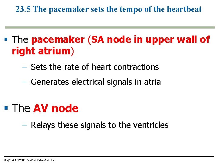 23. 5 The pacemaker sets the tempo of the heartbeat § The pacemaker (SA