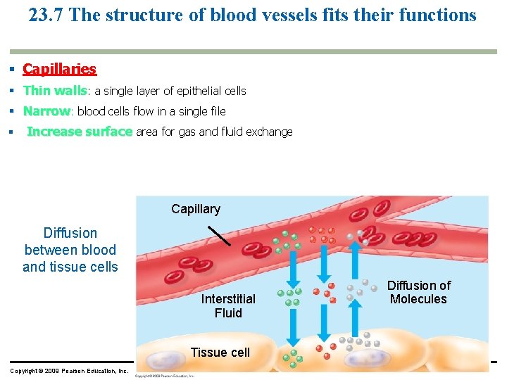 23. 7 The structure of blood vessels fits their functions § Capillaries § Thin