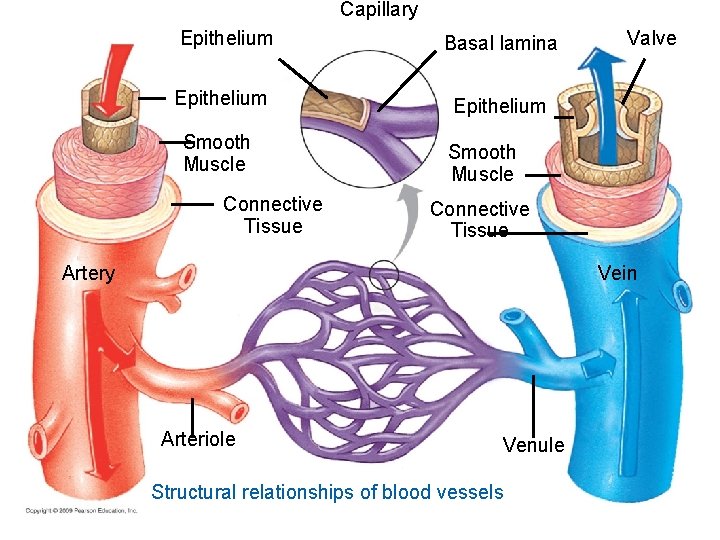 Capillary Epithelium Basal lamina Epithelium Smooth Muscle Connective Tissue Valve Smooth Muscle Connective Tissue