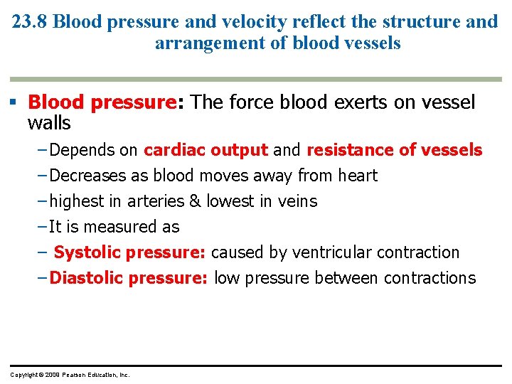 23. 8 Blood pressure and velocity reflect the structure and arrangement of blood vessels