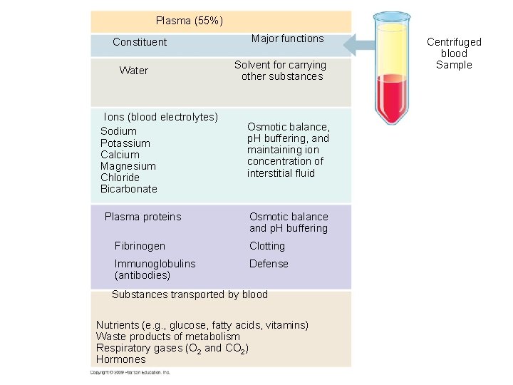 Plasma (55%) Constituent Water Ions (blood electrolytes) Sodium Potassium Calcium Magnesium Chloride Bicarbonate Plasma