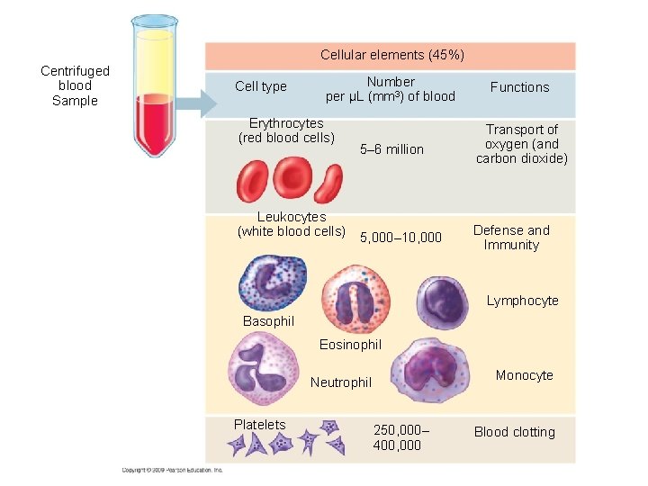 Cellular elements (45%) Centrifuged blood Sample Cell type Number per µL (mm 3) of