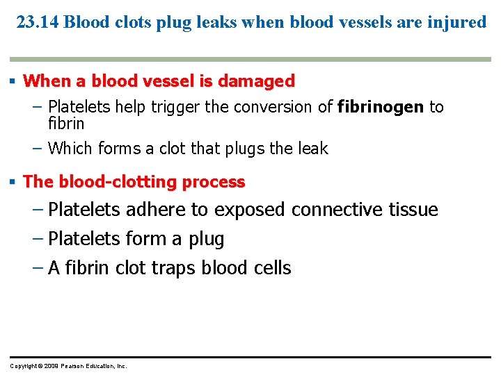 23. 14 Blood clots plug leaks when blood vessels are injured § When a