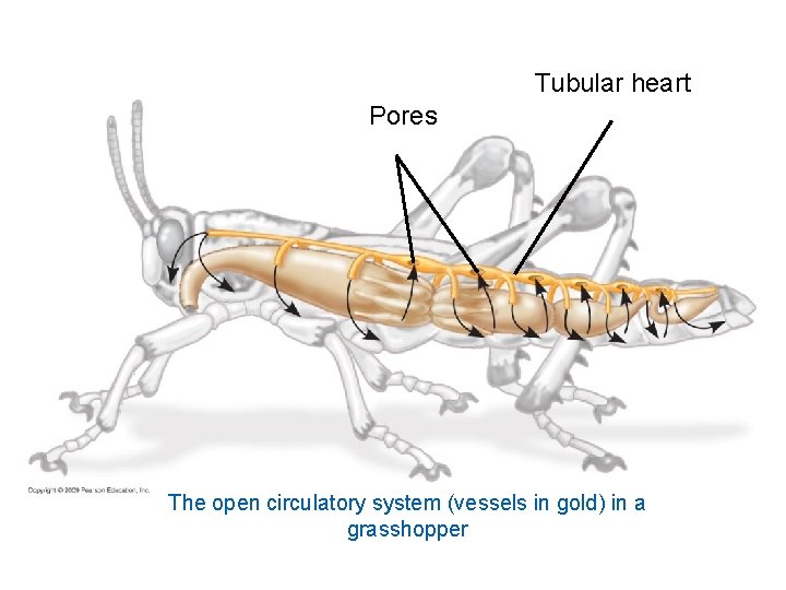 Tubular heart Pores The open circulatory system (vessels in gold) in a grasshopper 