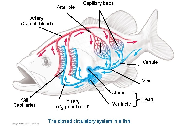Arteriole Capillary beds Artery (O 2 -rich blood) Venule Vein Atrium Gill Capillaries Artery