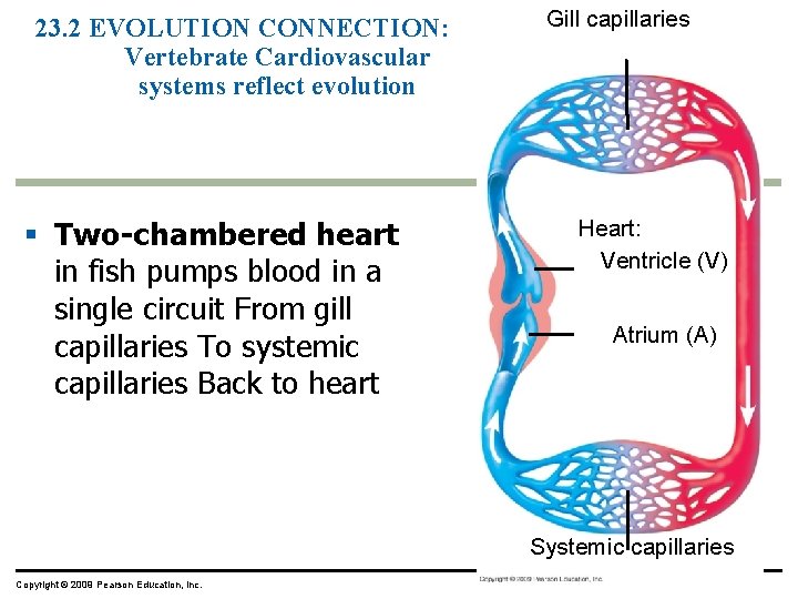 23. 2 EVOLUTION CONNECTION: Vertebrate Cardiovascular systems reflect evolution § Two-chambered heart in fish