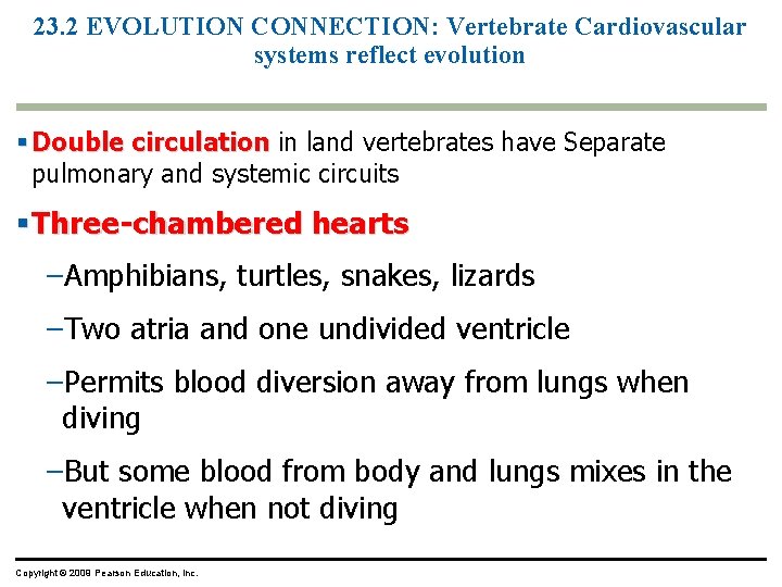23. 2 EVOLUTION CONNECTION: Vertebrate Cardiovascular systems reflect evolution § Double circulation in land