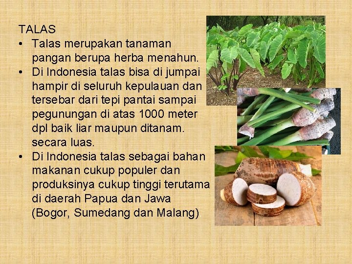 TALAS • Talas merupakan tanaman pangan berupa herba menahun. • Di Indonesia talas bisa