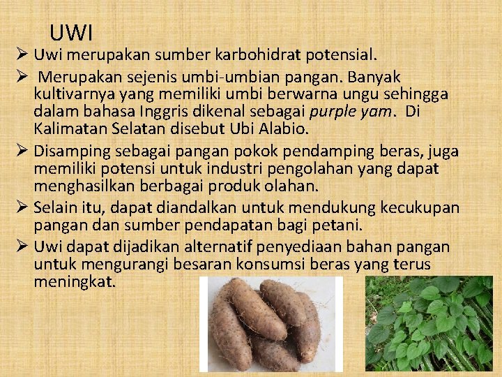 UWI Ø Uwi merupakan sumber karbohidrat potensial. Ø Merupakan sejenis umbi-umbian pangan. Banyak kultivarnya