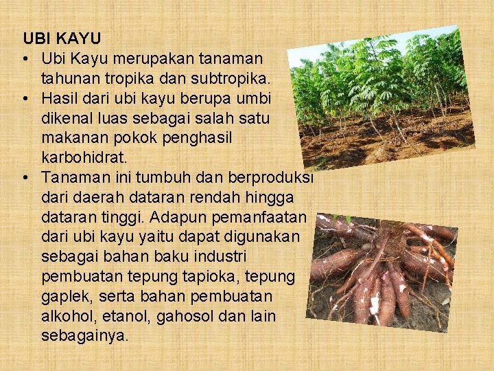 UBI KAYU • Ubi Kayu merupakan tanaman tahunan tropika dan subtropika. • Hasil dari