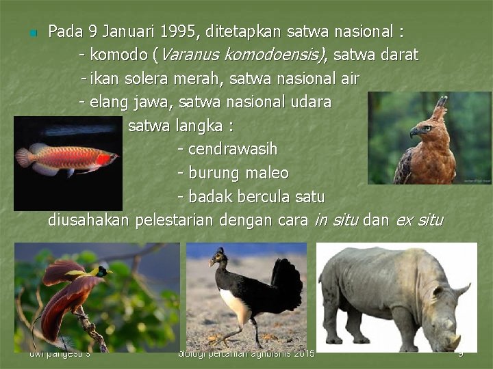 n Pada 9 Januari 1995, ditetapkan satwa nasional : - komodo (Varanus komodoensis), satwa